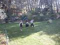 2003-09  9ans amis 012